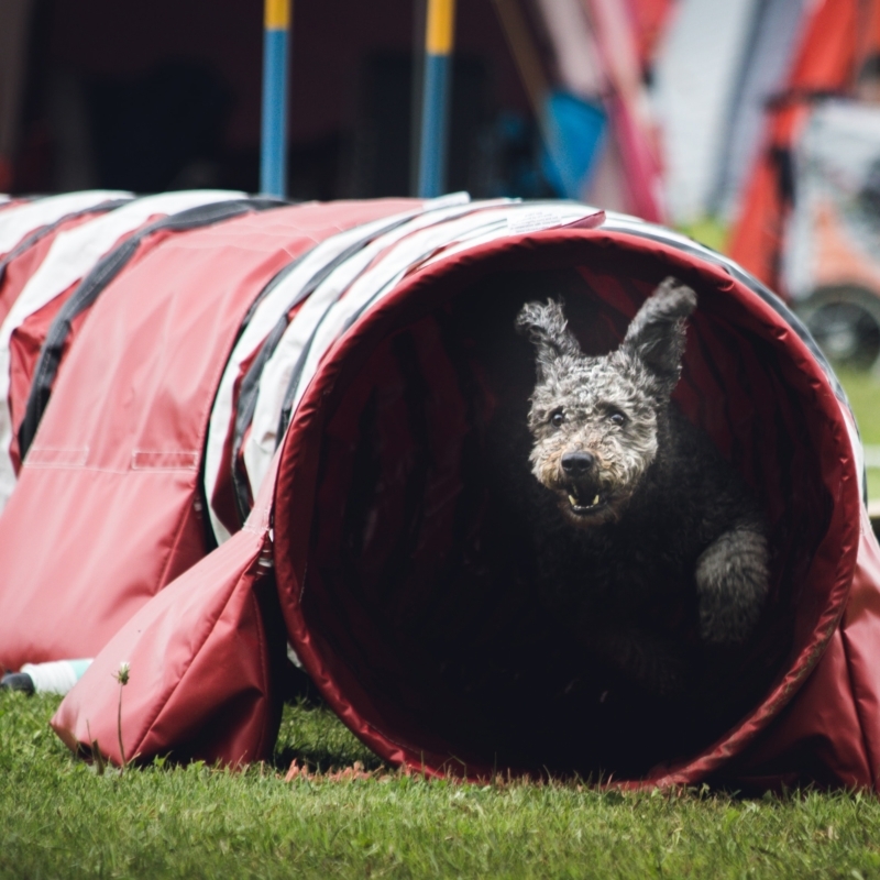 Club canin de la calamine