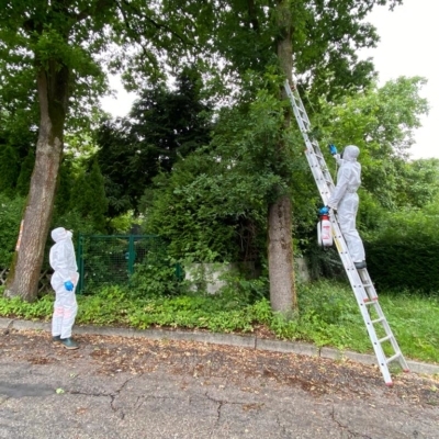 Kampf gegen die Eichenprozessionsspinner-Raupen