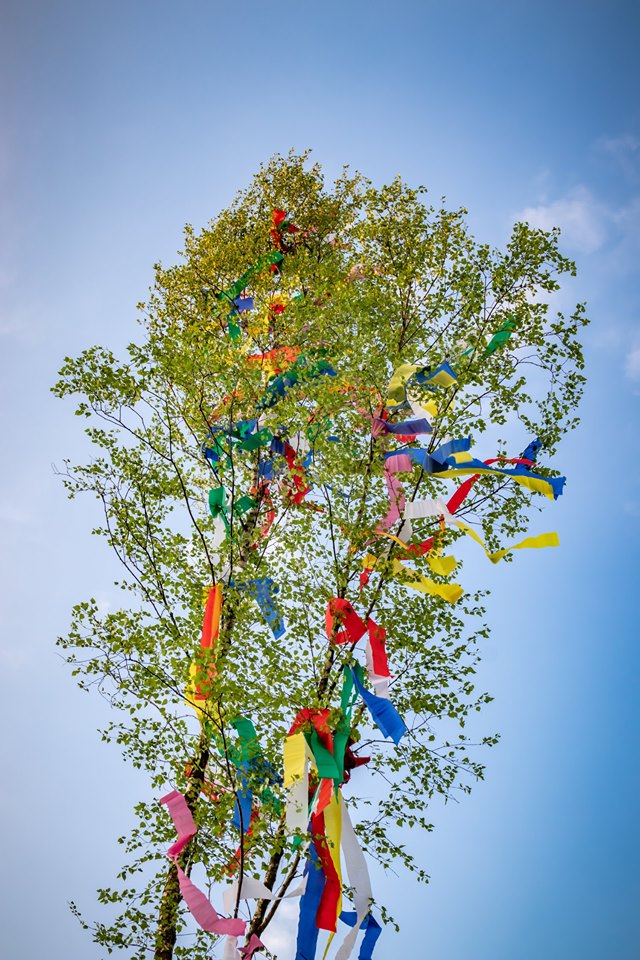 Bouleaux pour la fête de la nuit de mai