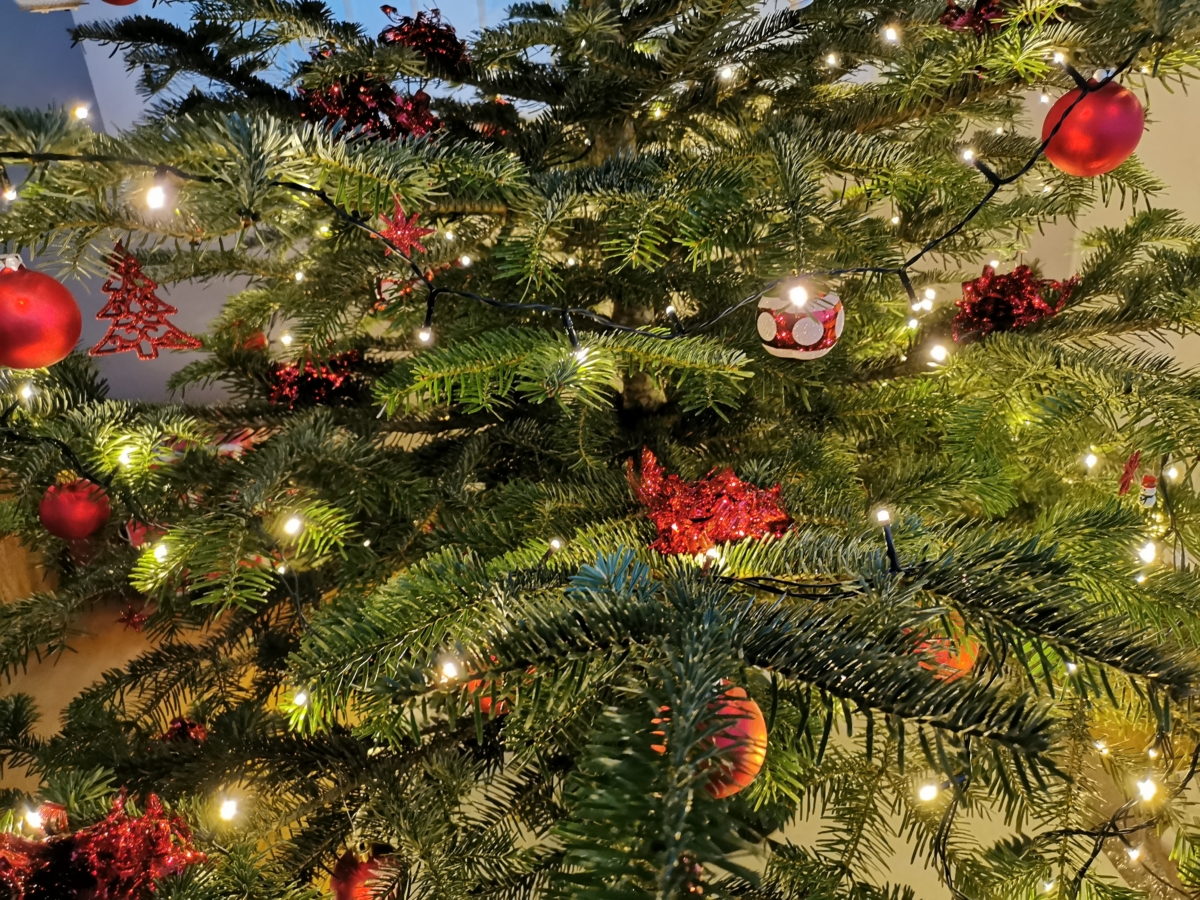 Collecte des sapins de Noël ce mercredi matin