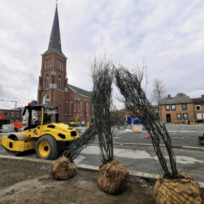 Baumanpflanzungen am Kirchplatz haben begonnen