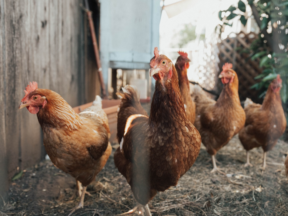 Vogelgrippe auf dem Vormarsch