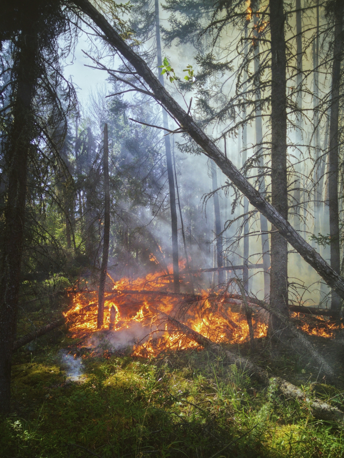 Warnung vor Waldbränden
