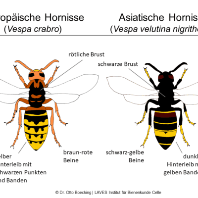 Asiatische Hornissen gesehen: Was tun?