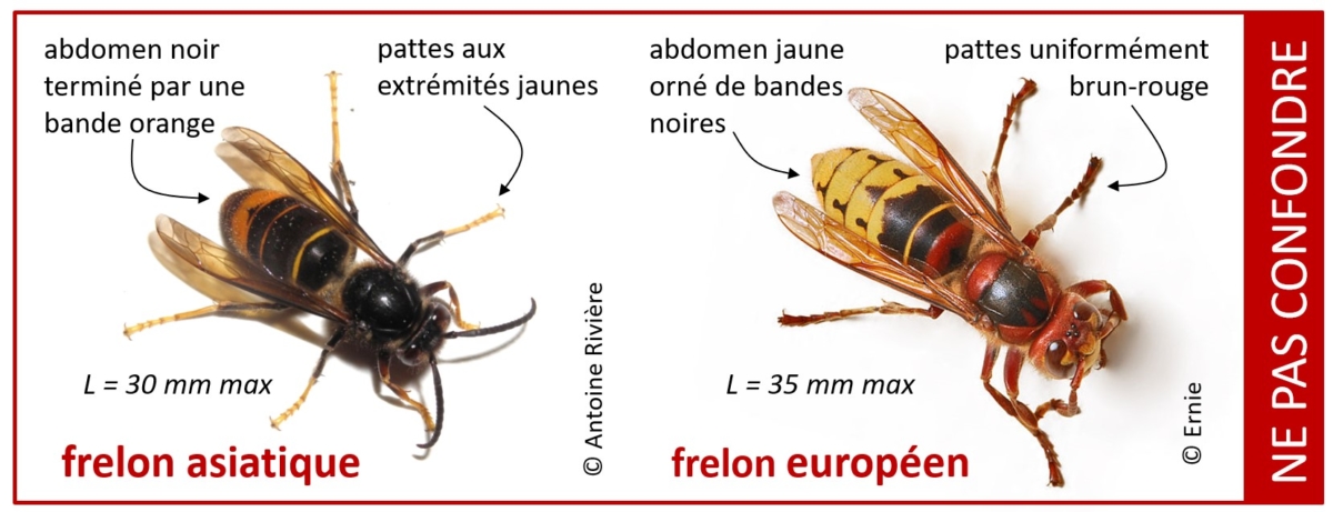 Découverte de frelons asiatiques ? Que pouvez-vous faire?