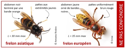 Découverte de frelons asiatiques ? Que pouvez-vous faire?
