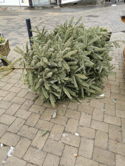 La collecte des sapins de Noël a lieu ce vendredi 16 janvier