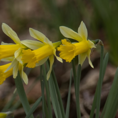 Zwei Events von AVES-Ostkantone in unserer Gemeinde