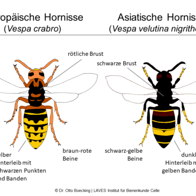 Infoveranstaltung zum Thema „Asiatische Hornissen” in der Patronage am 16. März