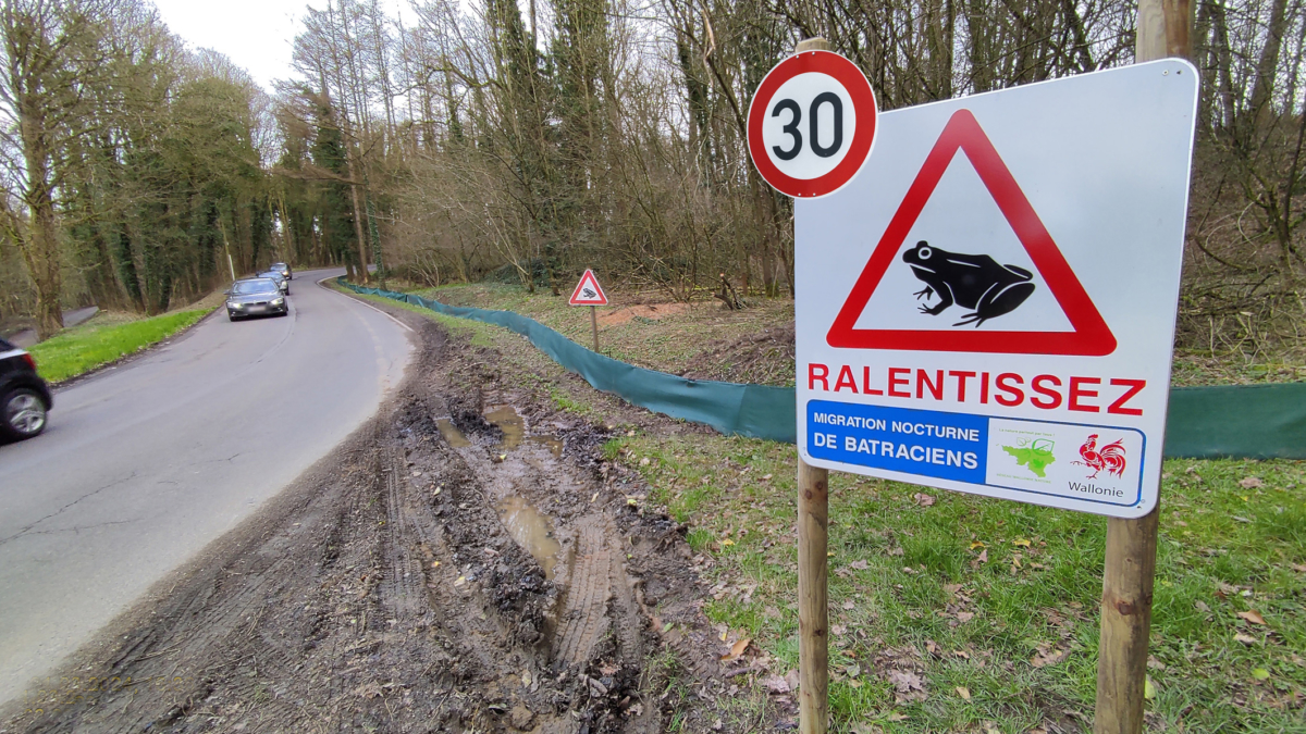 30 km/h rettet Krötenleben !