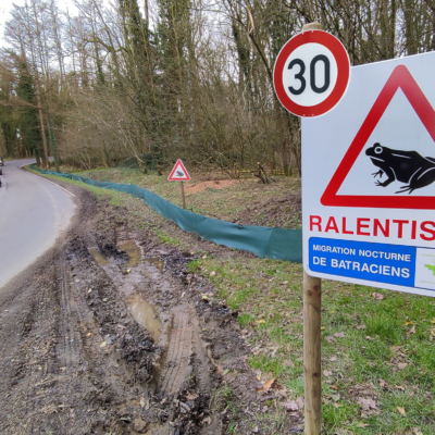 30 km/h rettet Krötenleben !