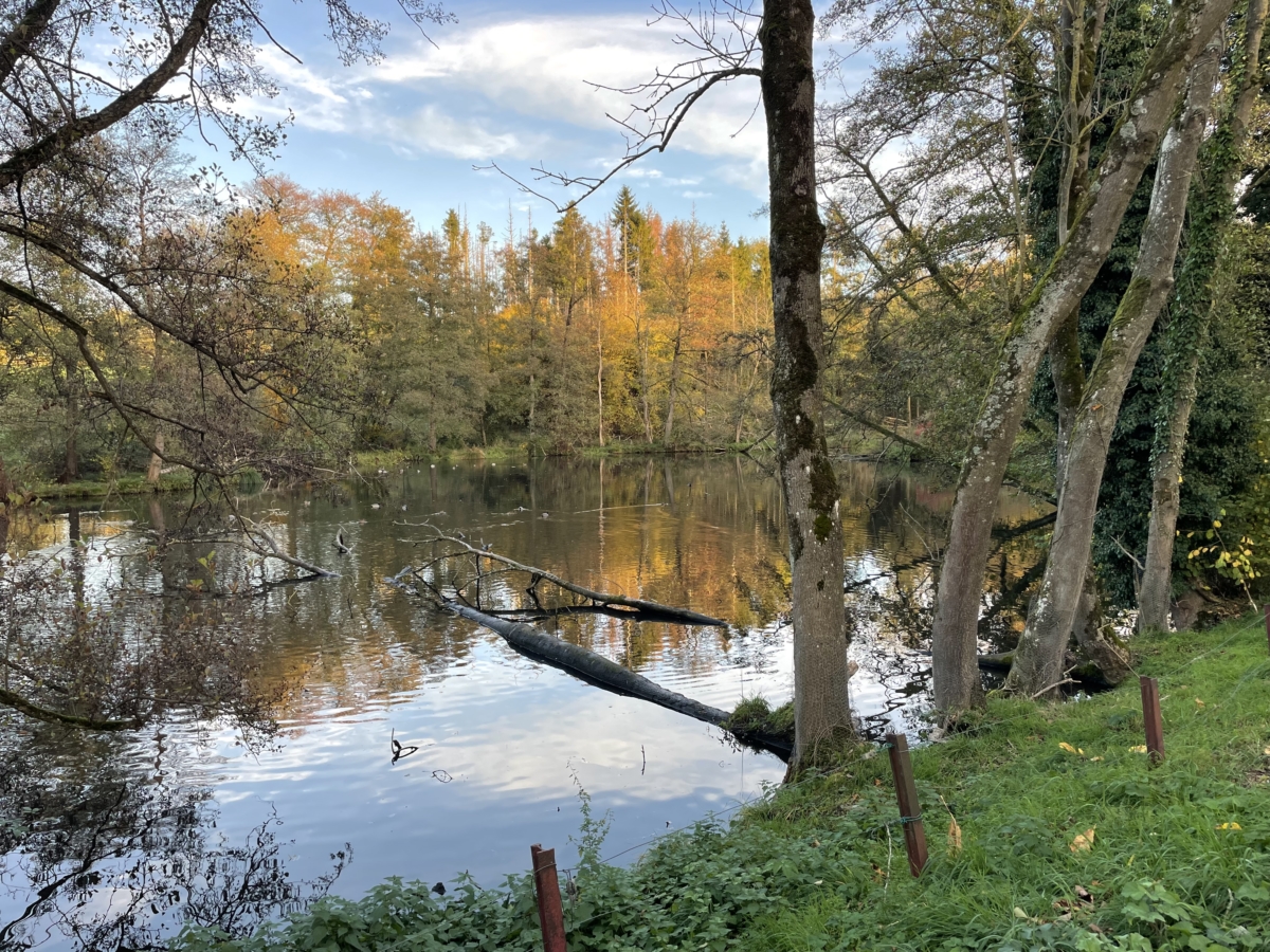 Weiher in Hergenrath wird am 3. November geleert